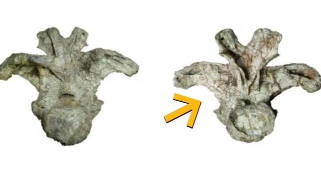A Single Bone Found in Thailand Has Just Revealed an Entirely New Species of Giant Dinosaur