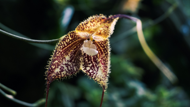 The 'Dracula' Orchid That Wildlife Traders Just Won't Leave Alone