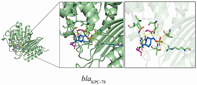 Enzyme binding