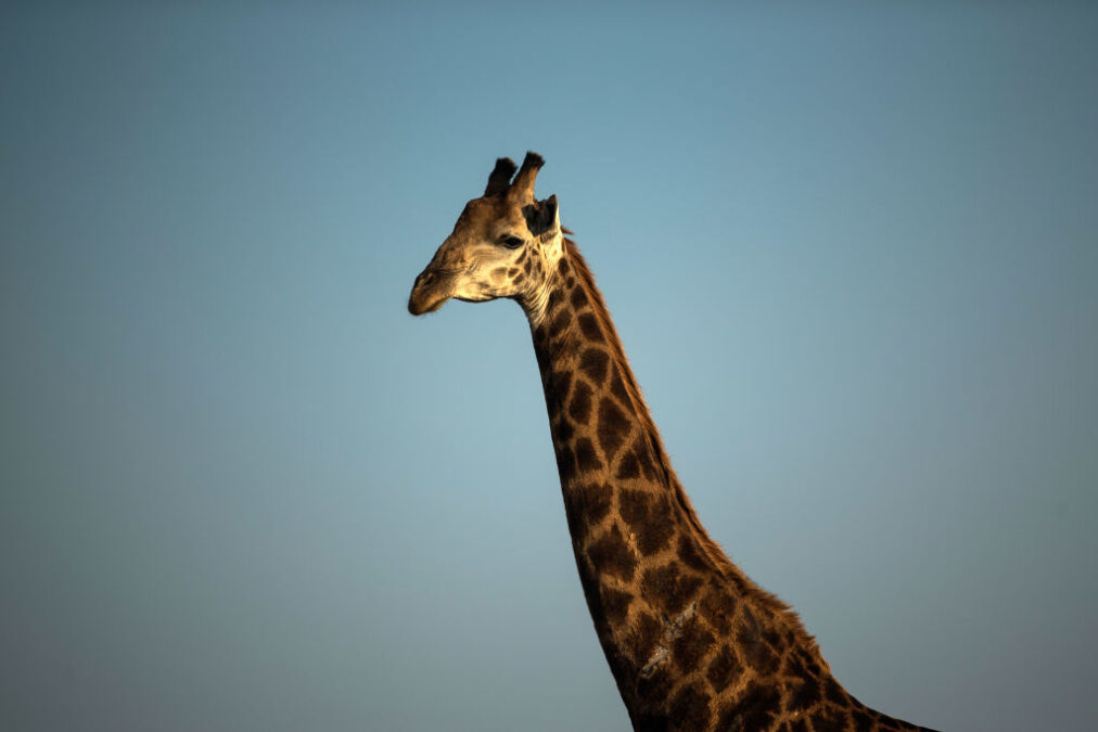 Giraffe