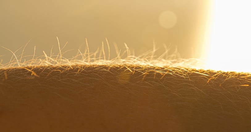 Itching Has Its Own Sensory Organ, Mouse Study Suggests