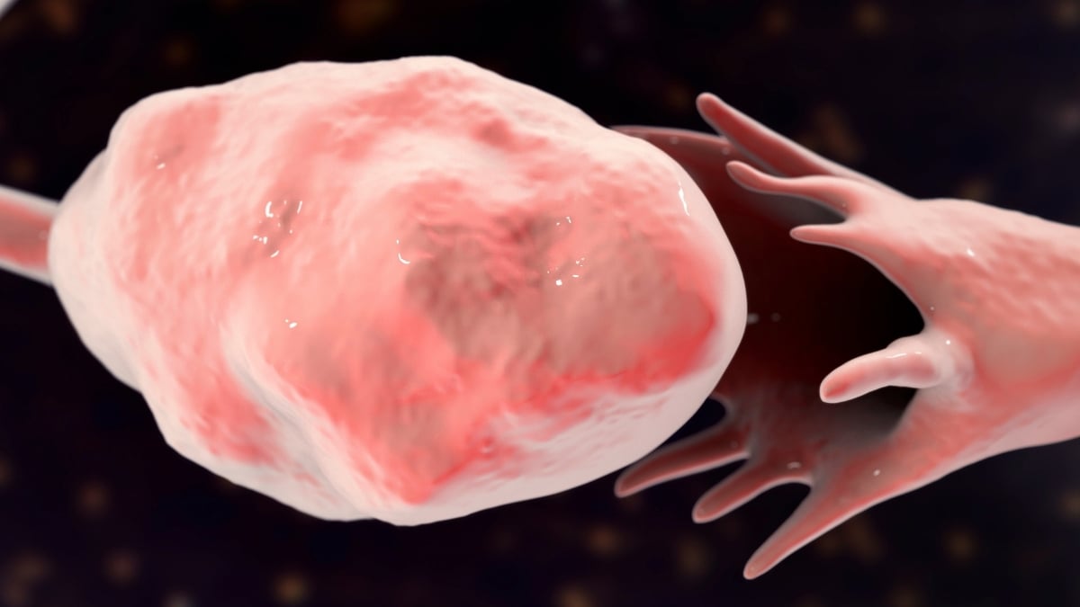 Ovaries Age Faster Than the Rest of the Body, Mouse Study Shows