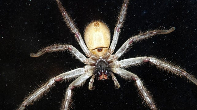 The underside of a Huntsman spider