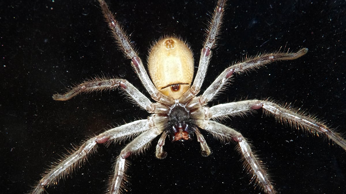 sciencealert.com - David Nield - It's Official: This Is The World's Fastest Spider, And It Can Outrun a Human