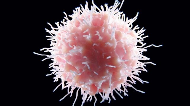 First-of-Its-Kind Lupus Treatment Significantly Reduces Symptoms in Mice