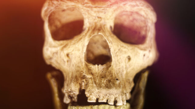 Neanderthal skull