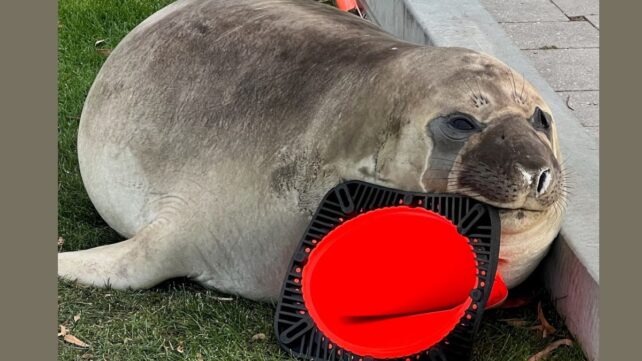 There's a Scientific Reason Australia's Favorite Chaotic Seal Keeps Destroying Traffic Cones