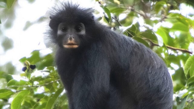 An Entirely New Monkey Species Has Been Hiding in The Congo Rainforest