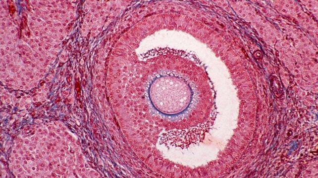 Ovaries Begin Aging Decades Before Menopause &ndash; And The Implications Go Far Beyond Fertility