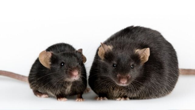 One Diet Helped Aging Mice Lose Fat While Preserving Muscle