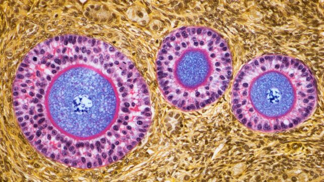 Ovaries Appear to Develop an Incredible Second Role After Menopause
