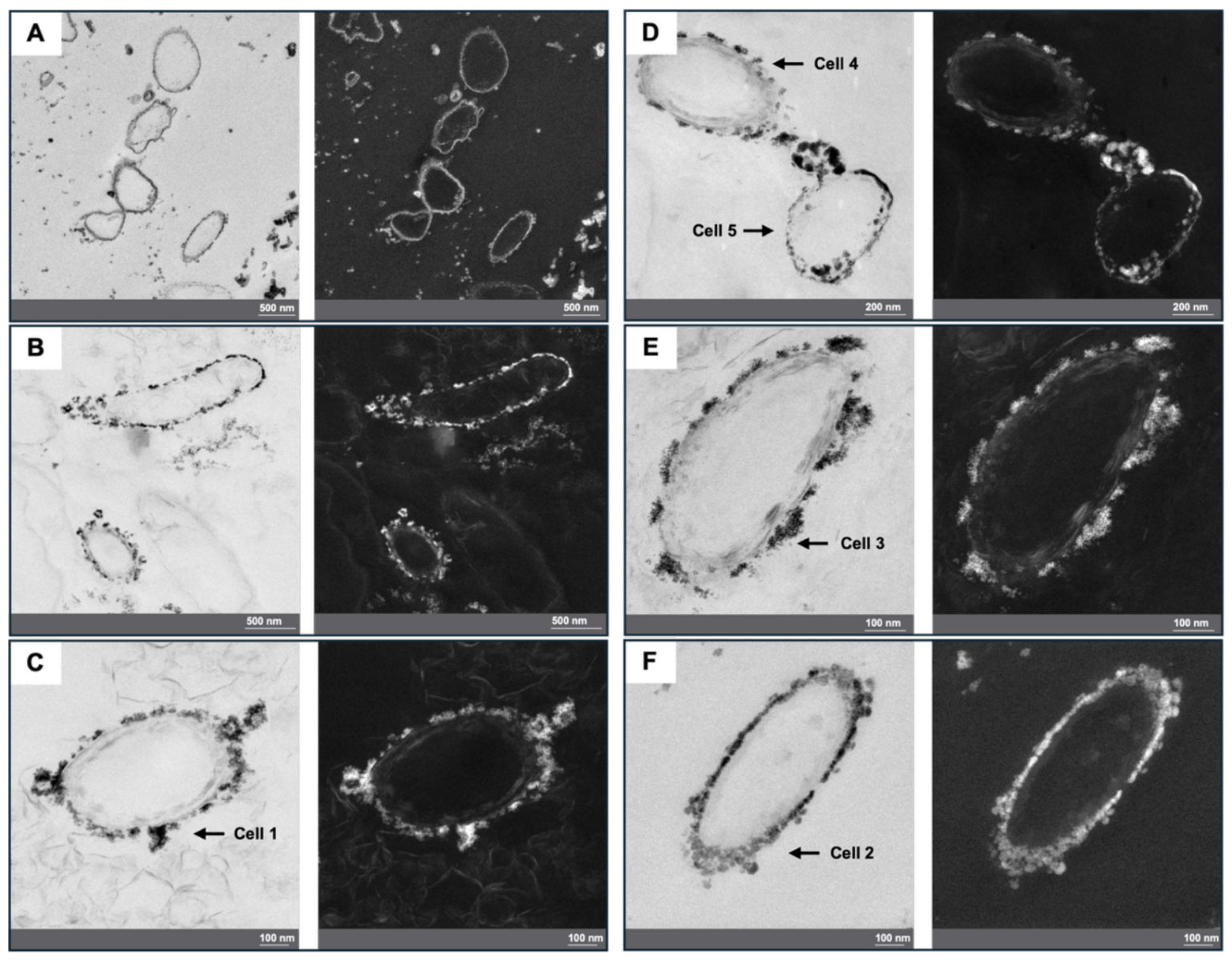 Researchers Uncover Bacteria That Consume Uranium in an Old Soviet Mine Screenshot 2026 07 13 At 12.59.17 1536x1201