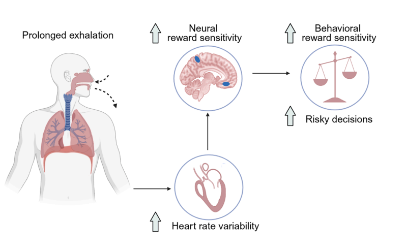 Deep Breathing to Calm Your Nerves May Actually Increase Risk-Taking Behavior