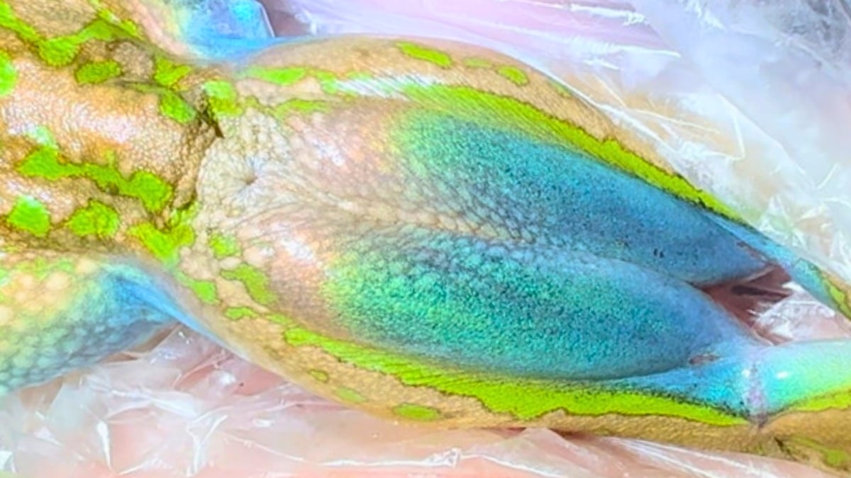 Endangered Australian Frog Shimmers Like an Opal