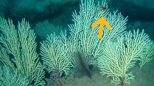 Fern-like corals in low light.