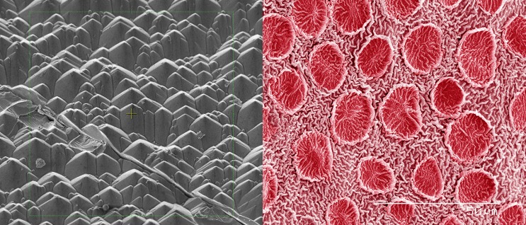 Test Your Eyes: What Is This Microscope Image of?