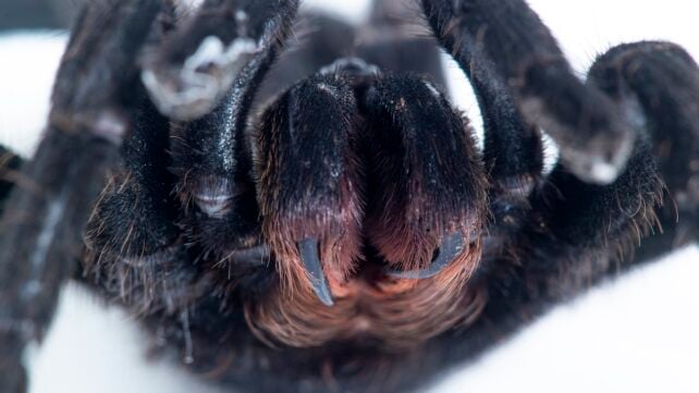 Earliest Evidence of Spider Fangs Discovered in Half-Billion-Year-Old Fossils