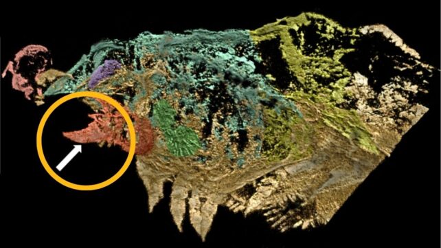 Stunning 500-Million-Year-Old Fossil Reveals Earliest Evidence of Spider Fangs
