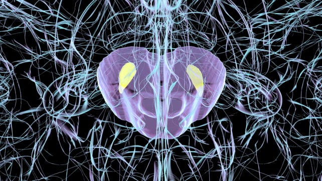 Substantia nigra