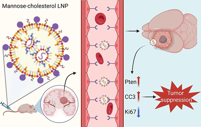Sugar-coated nanoparticles