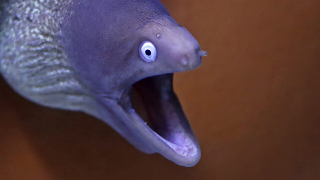 Surprised eel