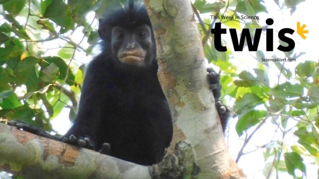 This Week in Science: Tiny T. Rexes, a New Monkey Species, And More!