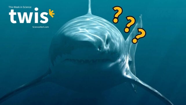 This Week in Science: Neil The Seal, Mega Megalodon, And More!