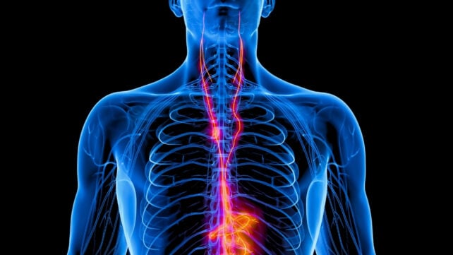 A scientific outline of the human body sketched in blue, with the vagus nerve highlighted in pink