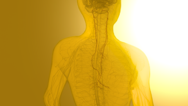 Scientists Discover a Vagus Nerve Signal That Links Food Directly to Memory Formation