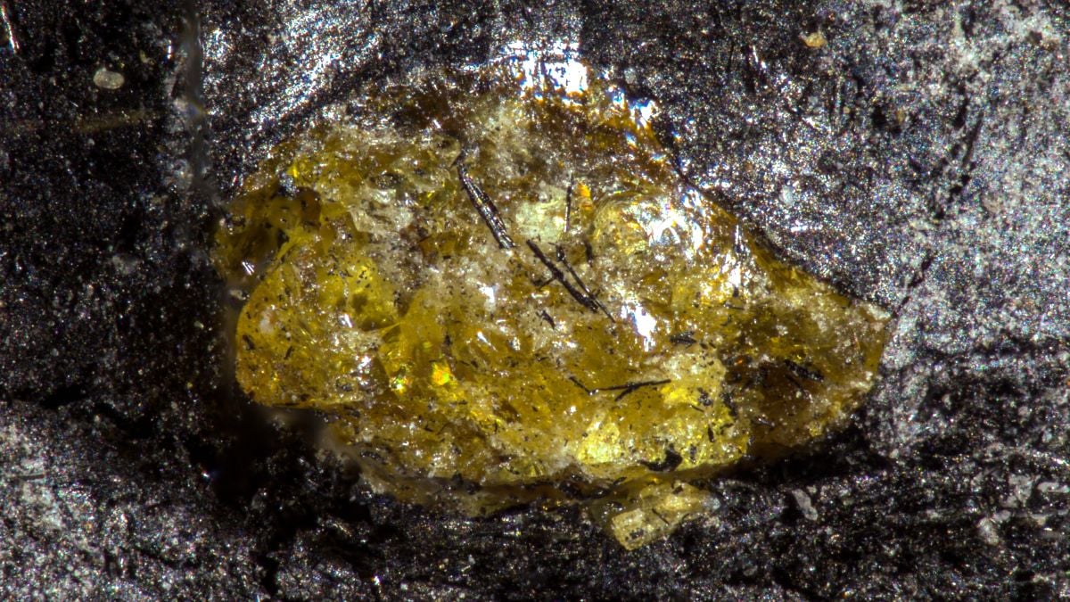 Najstarszy bursztyn na świecie pochodzi sprzed 150 mln lat przed dinozaurami