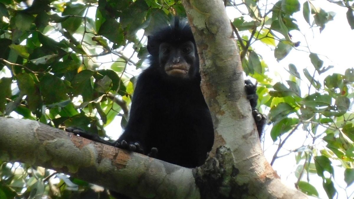 An Entirely New Monkey Species Has Been Hiding in The Congo Rainforest