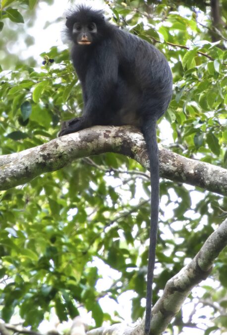 An Entirely New Species of Monkey Has Been Identified in The Congo Rainforest