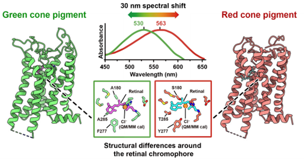It Takes Just Three Amino Acids to Let Us See Red And Green, Study Finds