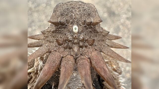 The Strange Origin of The Human Eye May Trace Back to a 600-Million-Year-Old 'Cyclops'