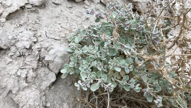 This Desert Plant in Death Valley Can Air-Condition Its Own Leaves
