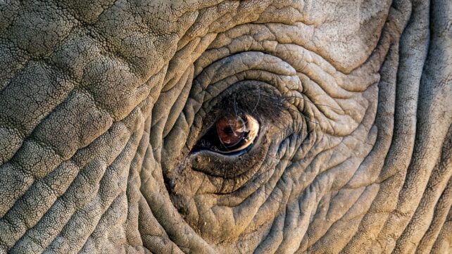 A 'War' Between Elephants And Humans Is Brewing in Southern Africa