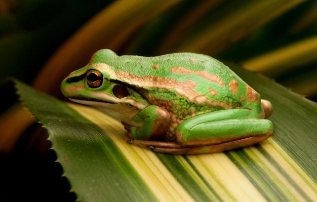 Endangered Australian Frog Discovered to Shimmer Like an Opal