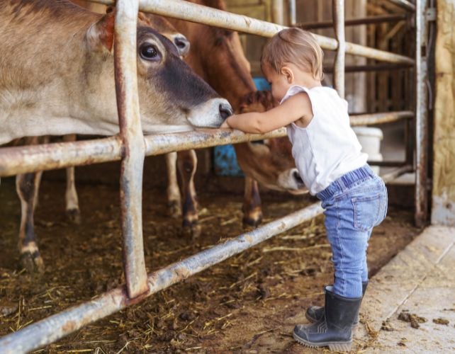 Farm Kids Are Less Prone to Allergies And Asthma. Now Scientists Have Found The Bacteria Responsible.