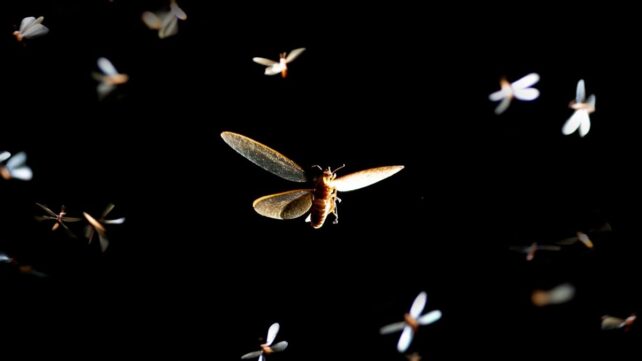 A Simple Lighting Swap Could Save Millions of Insects