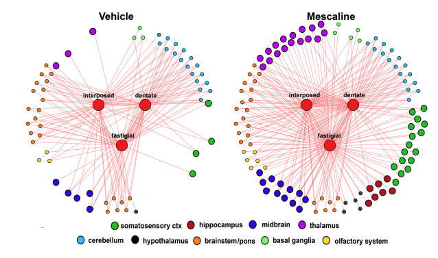 A Hallucinogenic Compound Found in Cacti May Alter The Brain's Sensory Filter