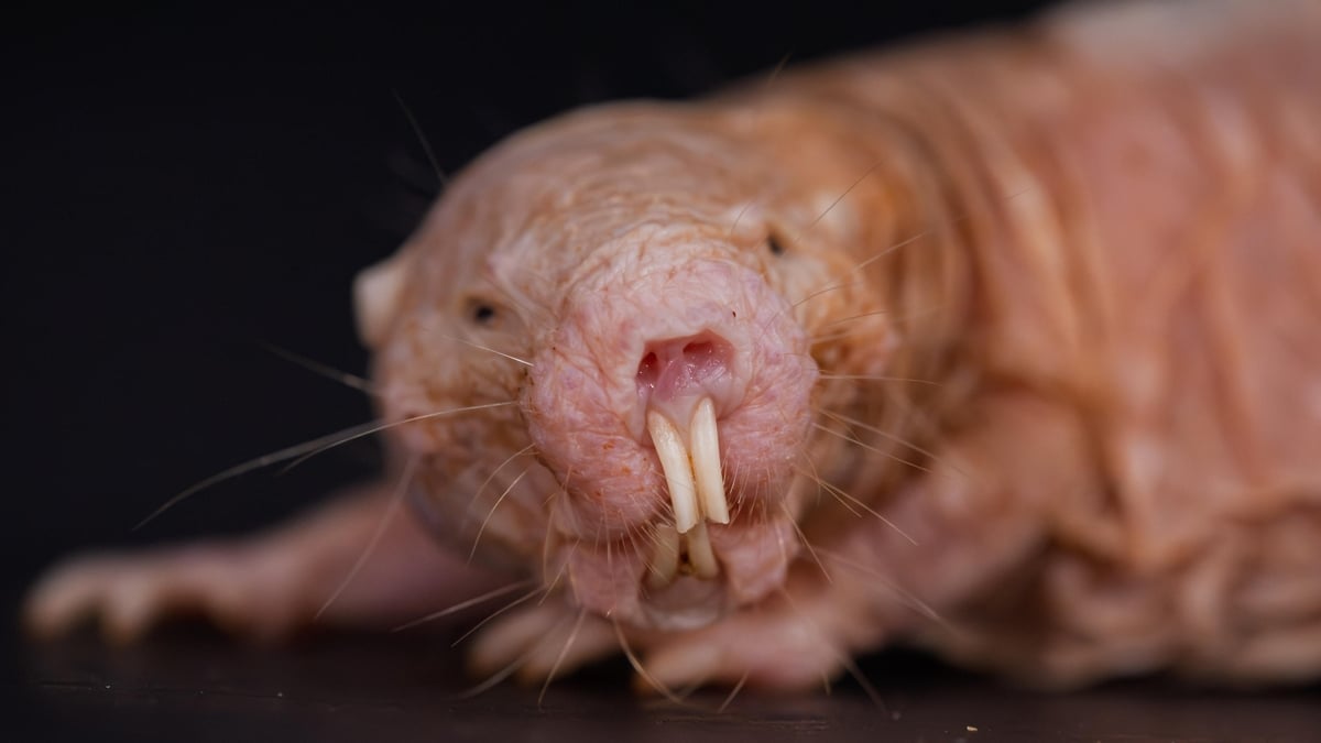 NAKED MOLE-RAT QUEEN CONTROLS COLONY WITH SCENT