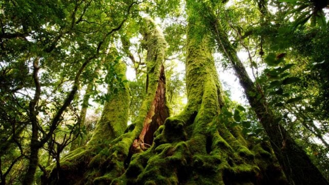 Moss Is Generating Electrical Waves That Look Startlingly Like a Neural Network