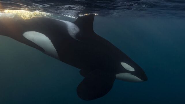 There's One Creature of The Deep That Can Scare Even Orcas Away