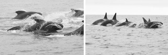 There's One Denizen of The Deep That Can Scare Even Orcas Away