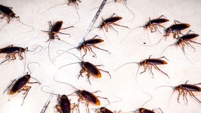 A Cockroach 'Collective Memory' Emerges From Their Social Networks, Study Suggests