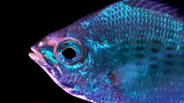 Fish Skin Doesn't Just Reflect Light &ndash; It Might Actually Sense It