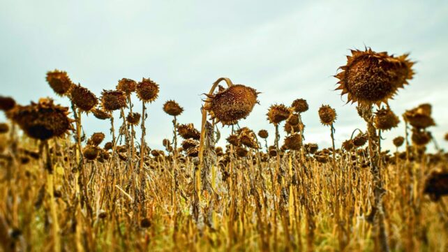 Scientists Calculated When The Last Plants on Earth Will Die