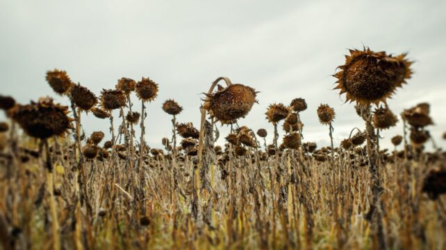 Scientists Calculate When The Last Plants on Earth Will Die