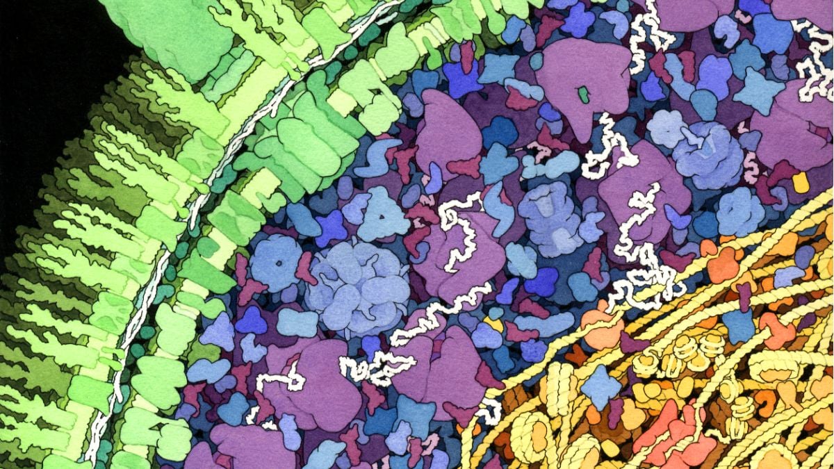 Scientists Discover New Organism With DNA That Breaks Biological Rules - News Directory 3