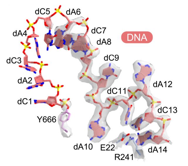 Scientists Discover a Bizarre New Way Life Can Make DNA... Without DNA